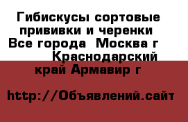 Гибискусы сортовые, прививки и черенки - Все города, Москва г.  »    . Краснодарский край,Армавир г.